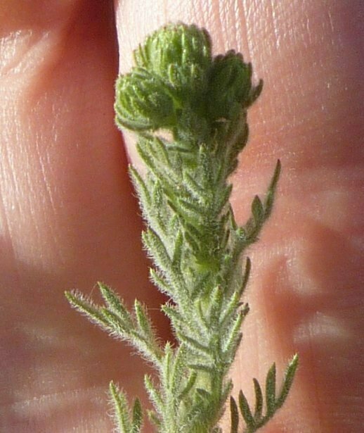 High Resolution Deinandra increscens Bud